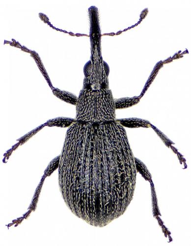 Réf. 191 532 : Holotrichapion ononis